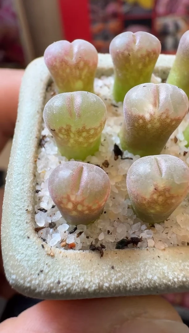 【闪购商品】1-21杨梅红鱼籽酱一颗