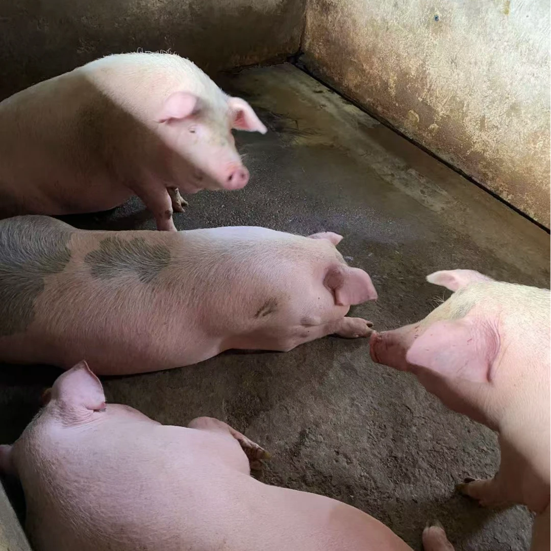 农家新鲜猪肉【碎肉】