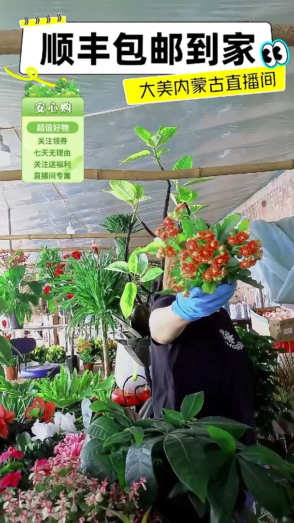 完全开放金狐狸顺丰包邮