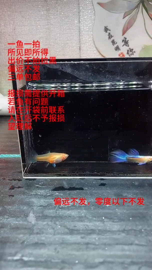 孔雀鱼孔雀鱼 19