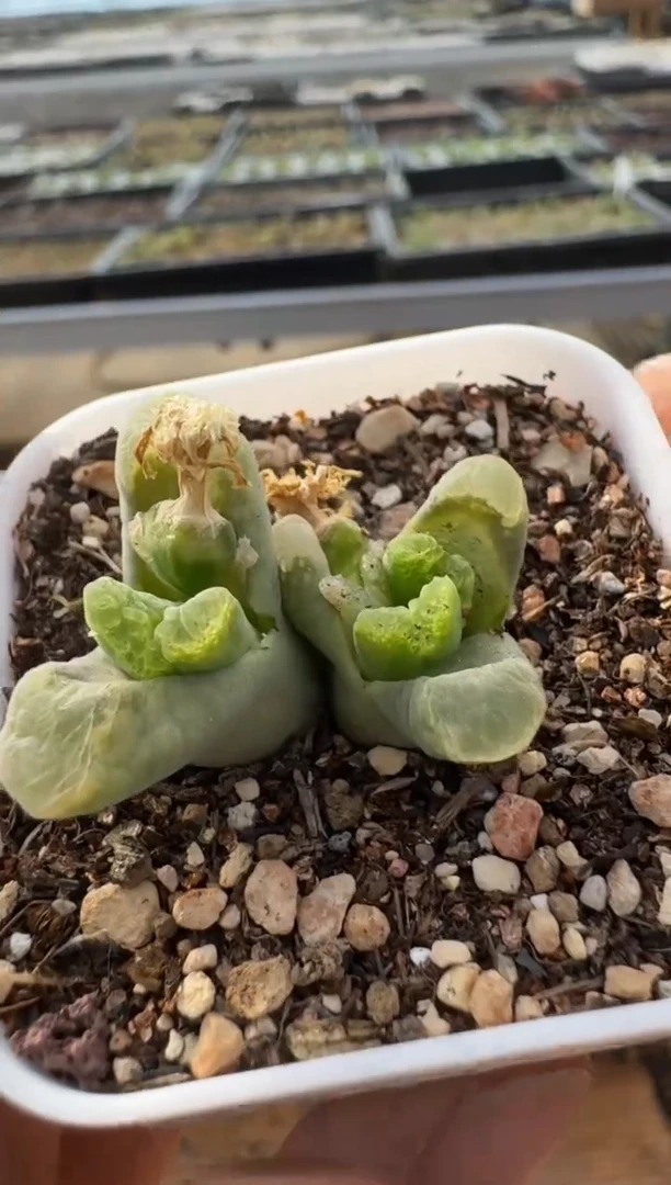 【闪购商品】7-286