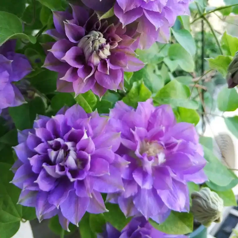 P7盆铁线莲小苗原盆原土发货乌托邦円空倒影爬藤庭院花卉绿植地栽