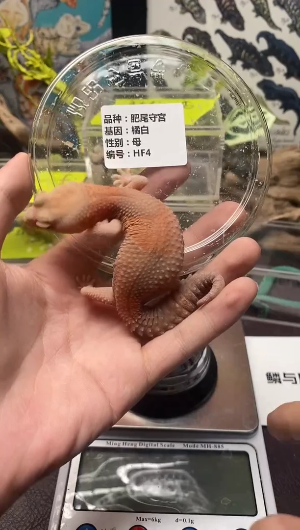 肥尾守宫鳞与尾 Scale Tail 爬宠HF4