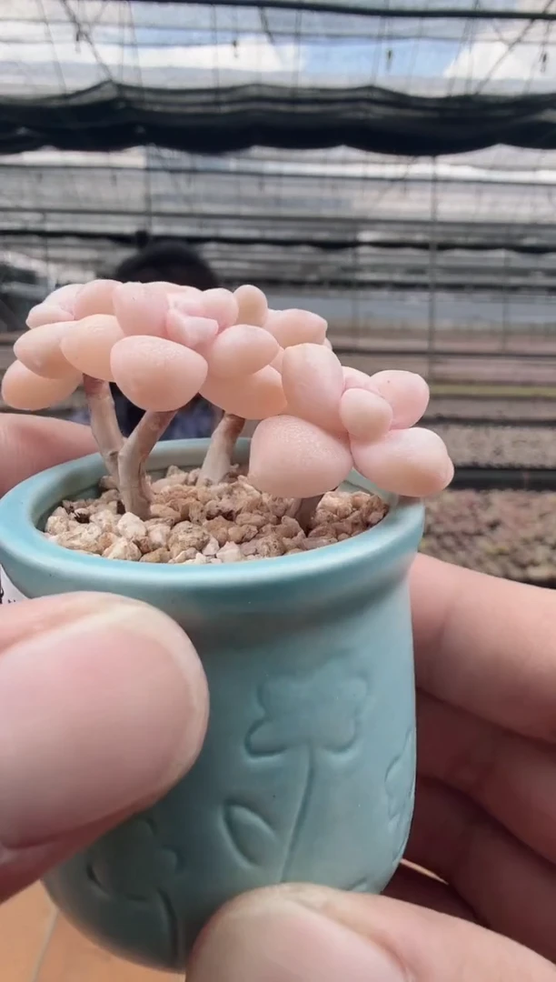 东云多肉园新款-29