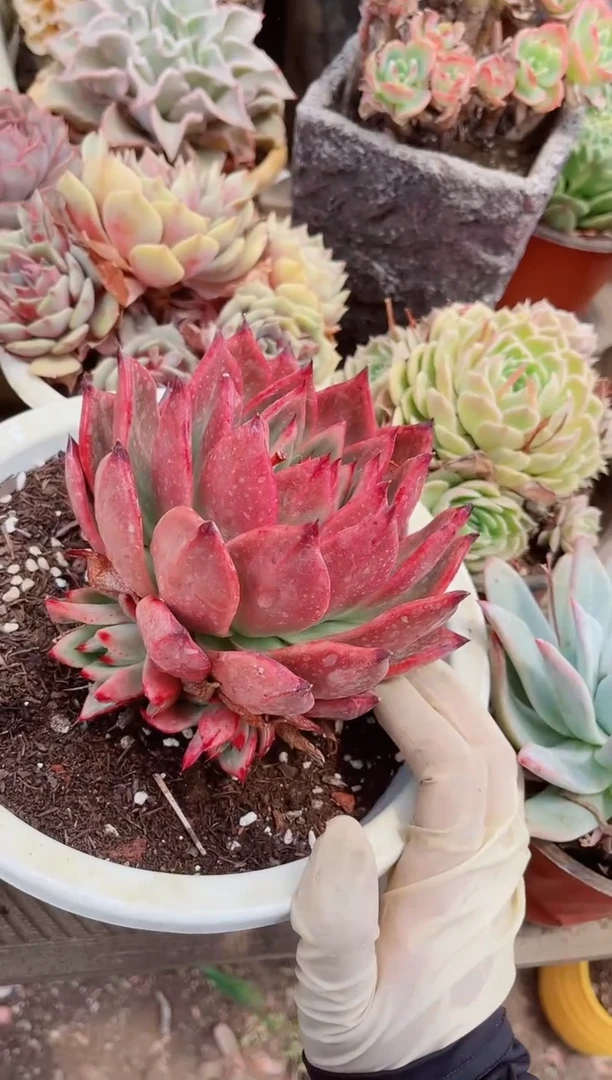 16210多肉植物一物一拍