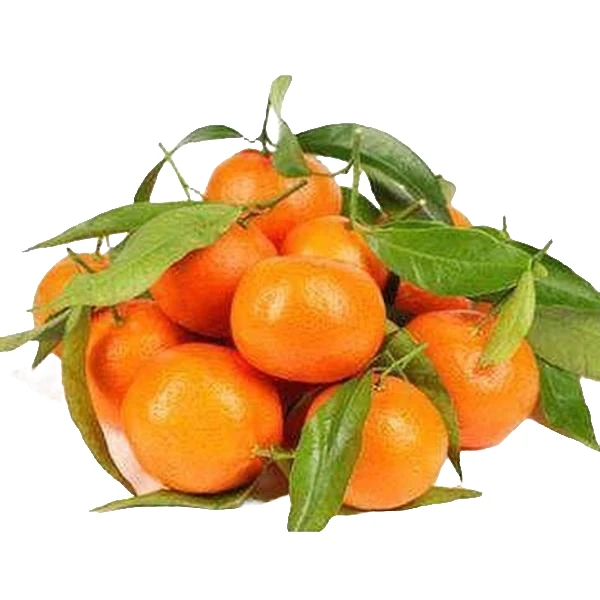 大号砂糖桔约500g/份