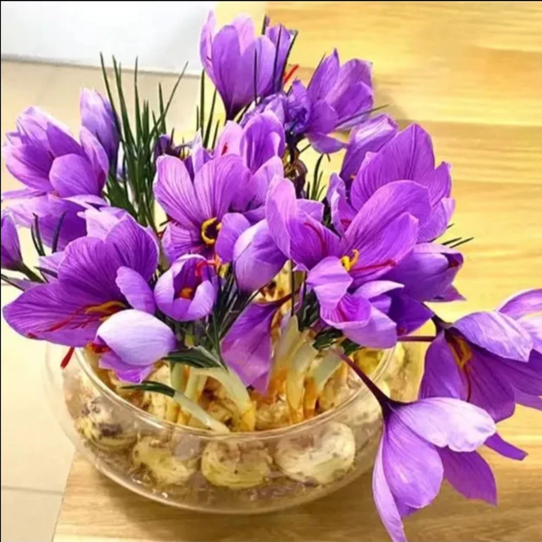 【藏红花种球】多年生庭院阳台球根花卉四季观赏植物简单易种