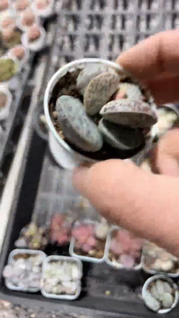 【闪购商品】50盆花蛋多肉