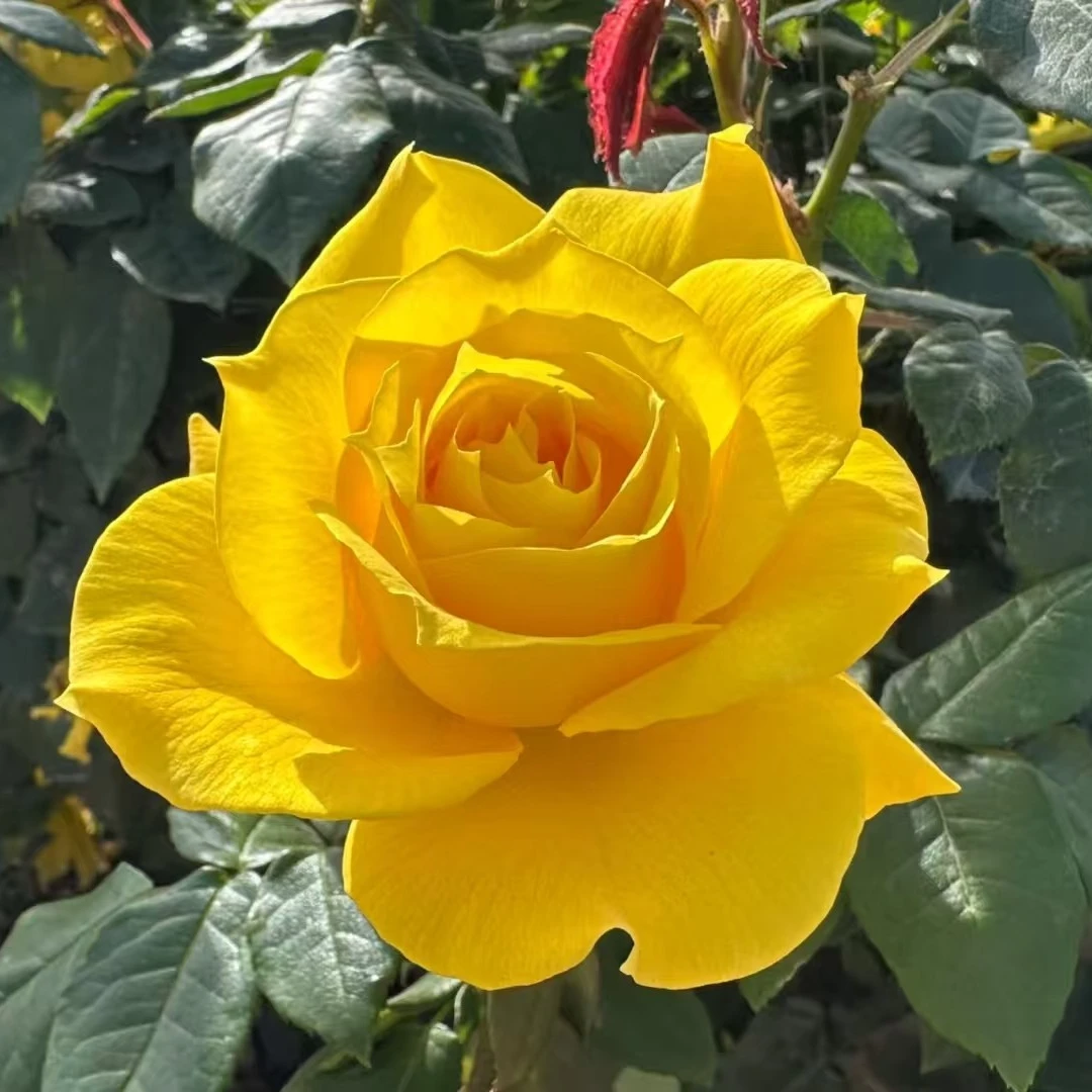 周年庆-黄刺玫瑰精油10ml