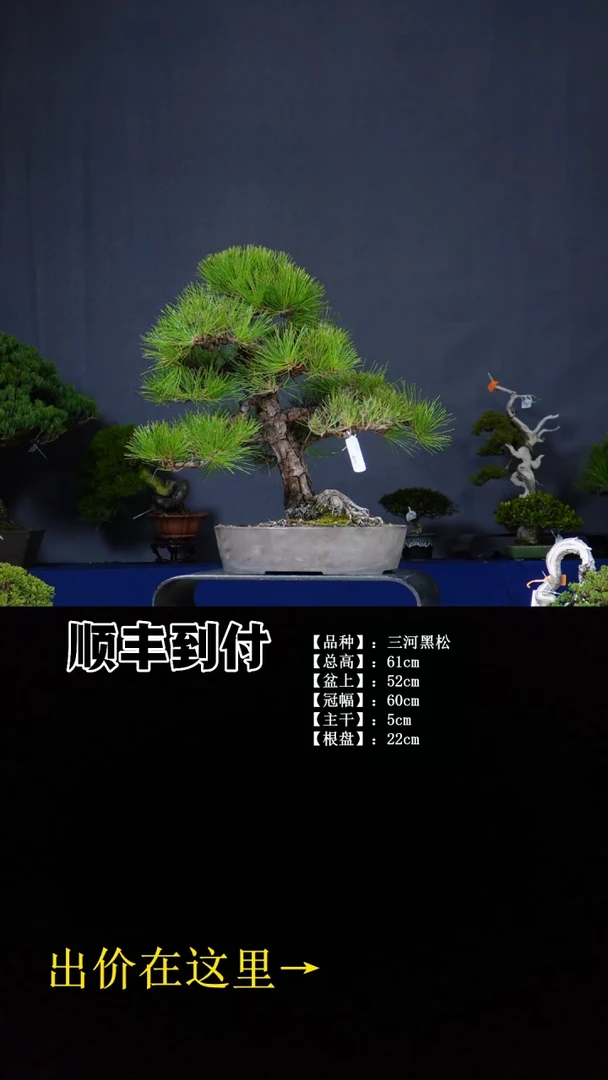 无花朵三河黑松 不包邮