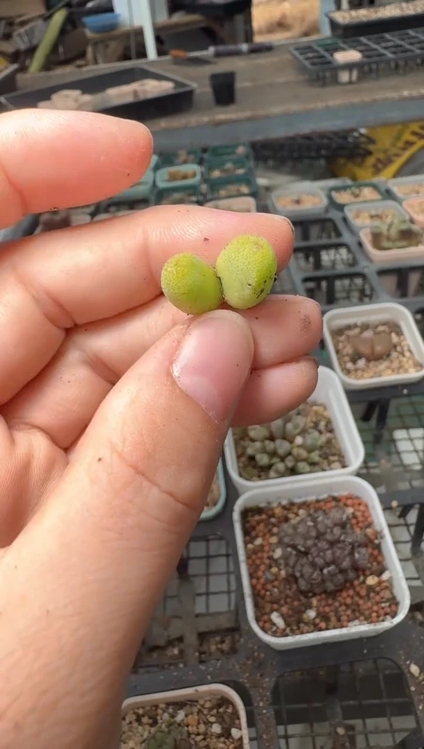 11-213多肉植物肉锥