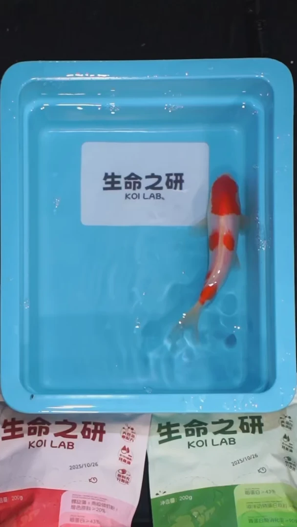 锦鲤血统大正三色锦鲤红白锦鲤丹顶红白丹顶三色锦鲤