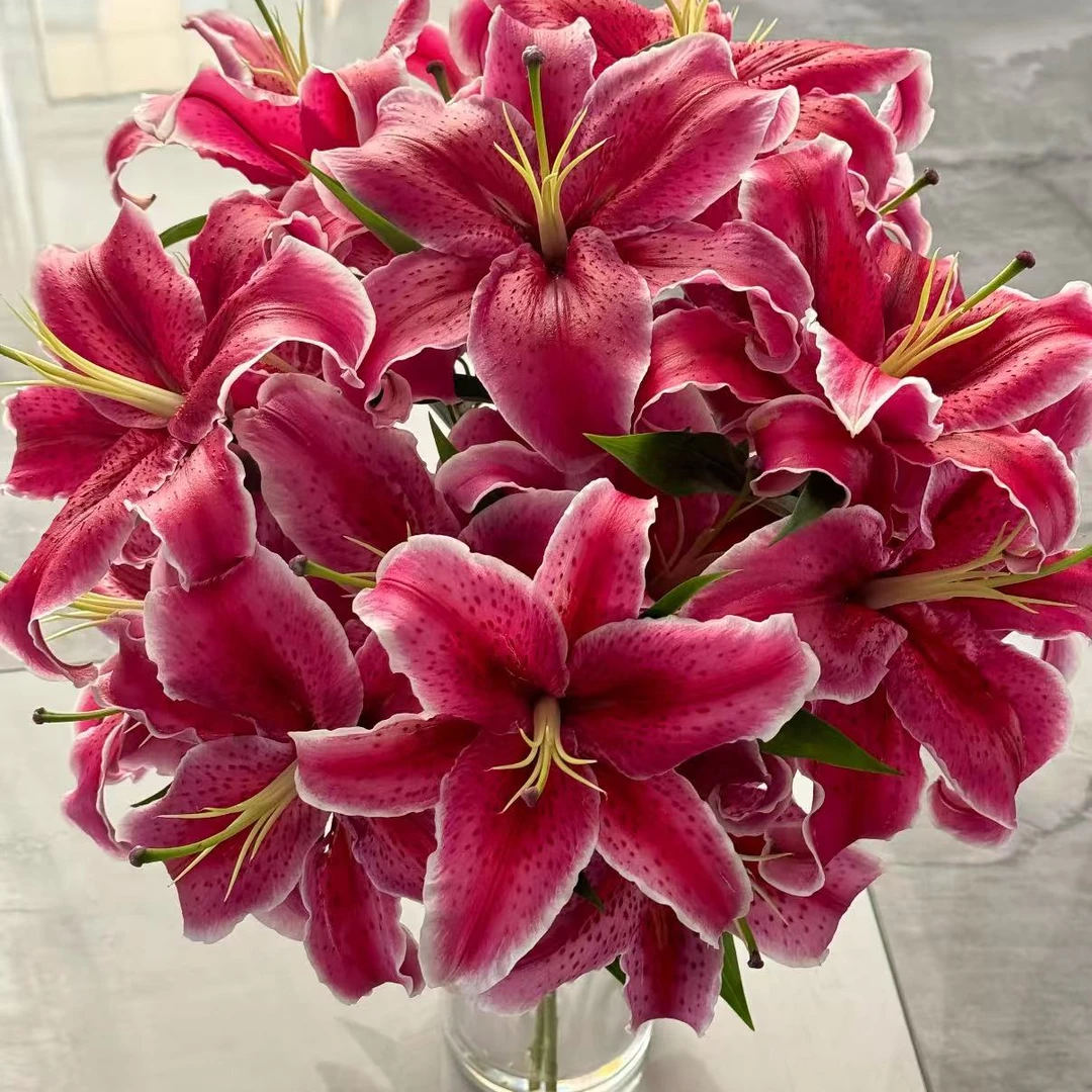 【两单顺丰一单普快】黑美人香水百合家庭办公鲜切花送礼花束