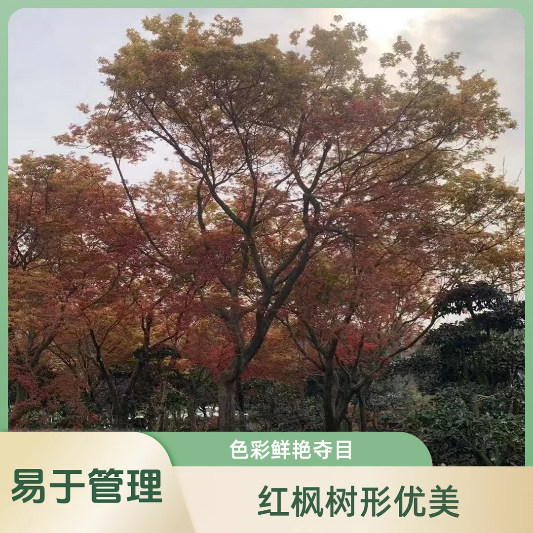 中华小叶红枫 红舞姬 茶室庭院空间造景 枫树园林设计