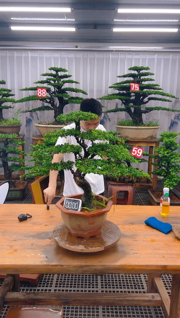 无花朵精品盆景直播间一物一拍