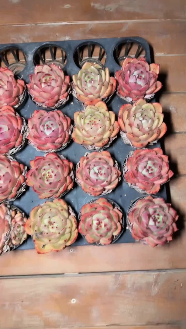 80#东云混发（5-7cm）脱土