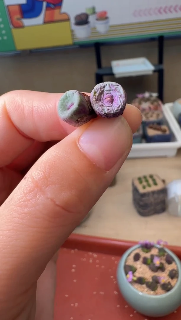 5-288多肉植物肉锥红嘴