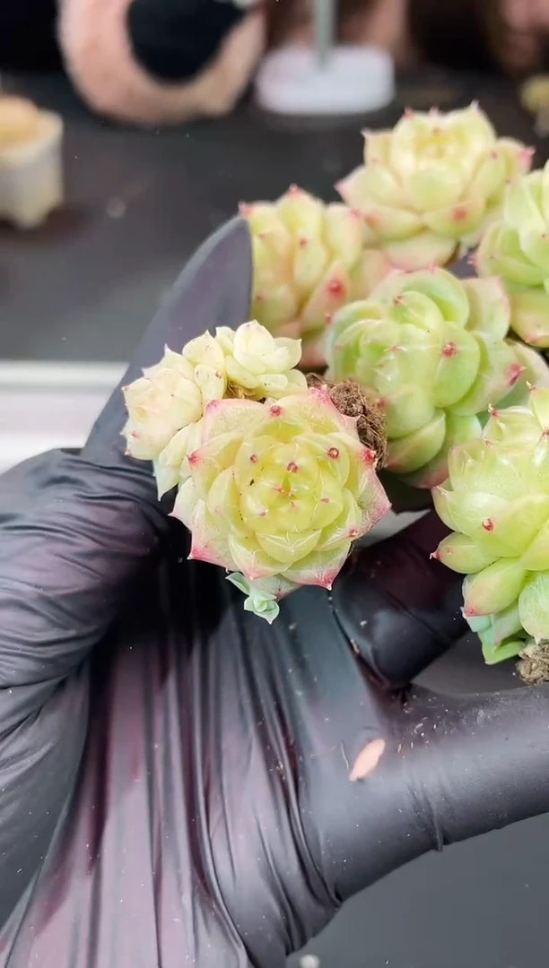 闪购1640  系多肉一颗  3.5厘米