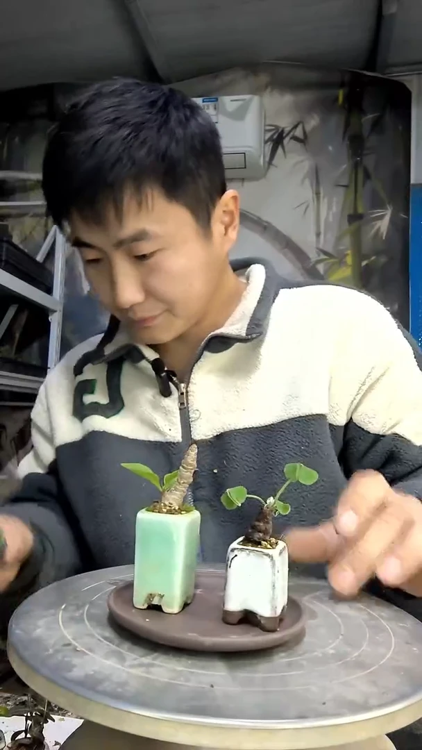 旖**夏中青园艺一物一拍花490