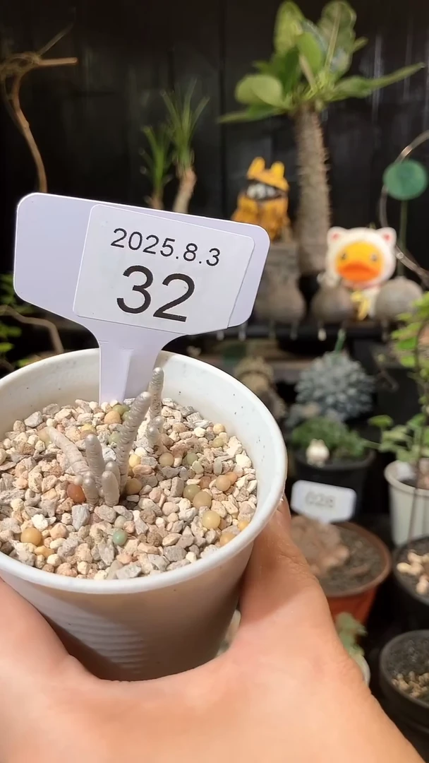 32号803银蚕带盆不脱土