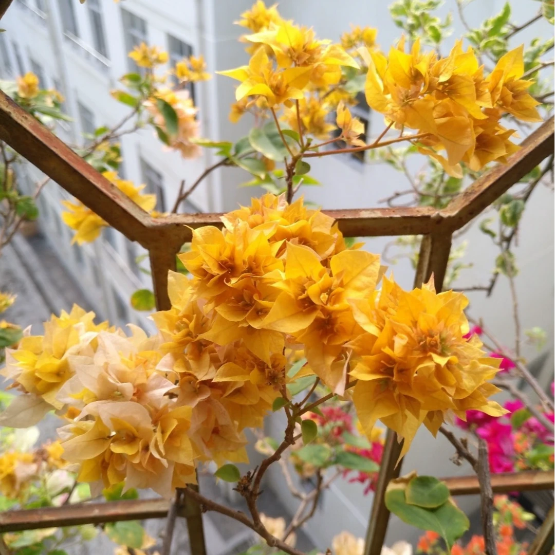 【重瓣黄】三角梅一物一拍四季勤花品种好养不掉花