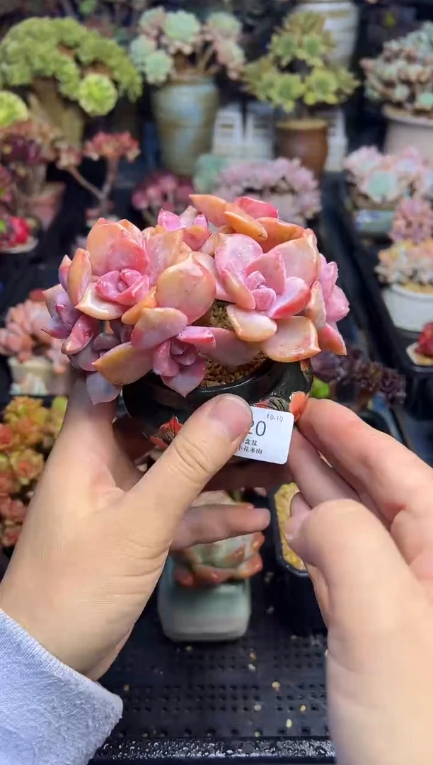 十***静920               不带盆