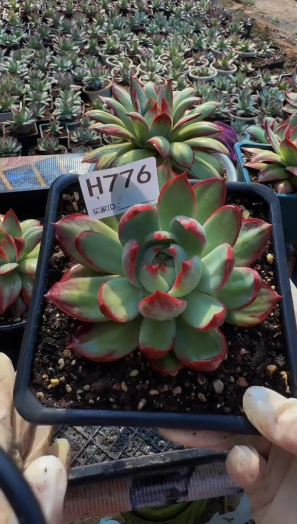 H776惊鸿仙子（裸根发货）