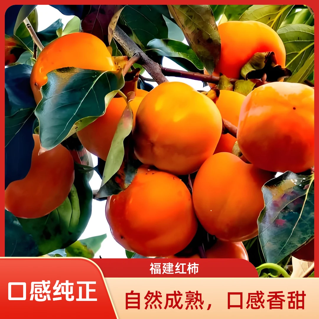 福建永定红柿流心蜜甜柿子红柿子熟柿子香甜可口现摘永定土楼柿子