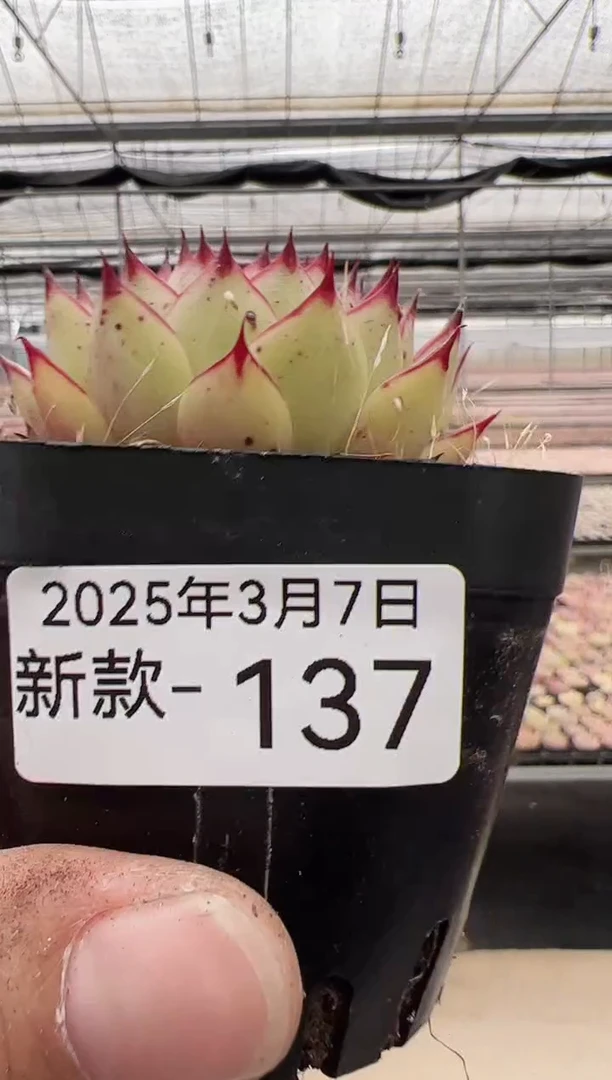 【闪购商品】新款多肉-137