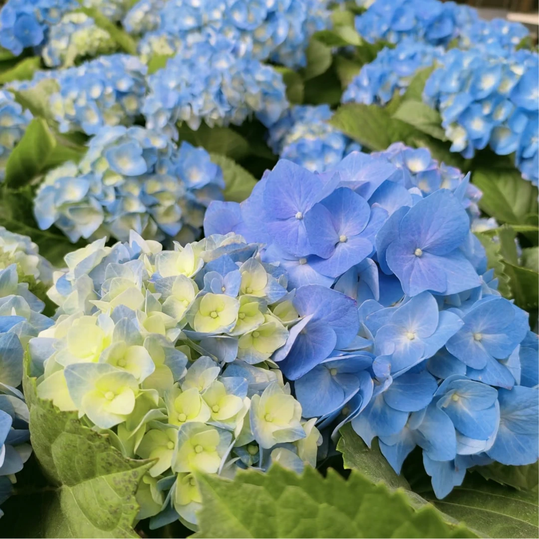 贝拉绣球八仙花无尽夏开花花苗无尽四季室内植物阳台耐寒花卉庭院
