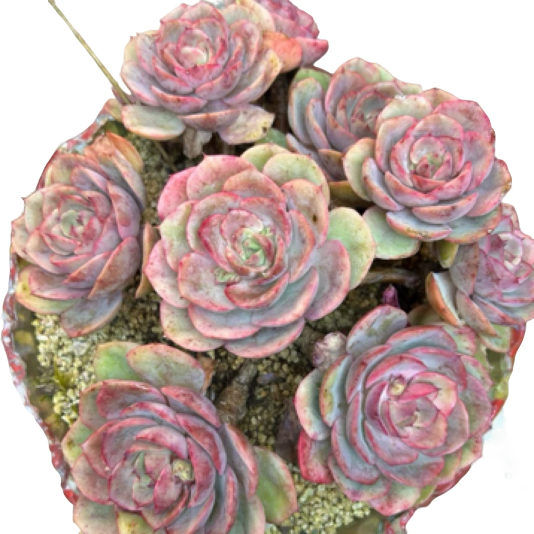 眼镜多肉（蓝色苍鹭）一物一拍包邮