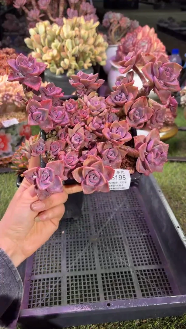 【闪购商品】06195