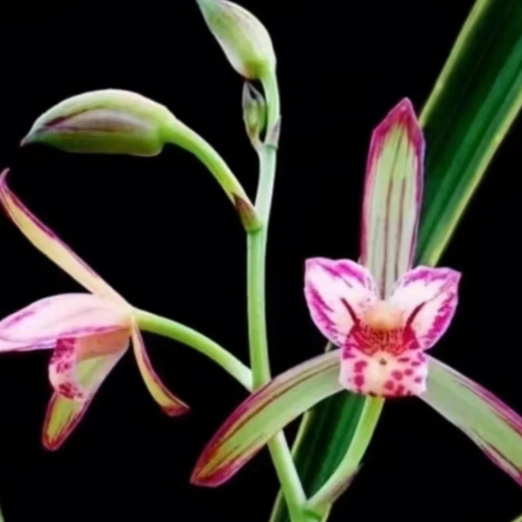 一花一拍兰花寒兰春兰新品