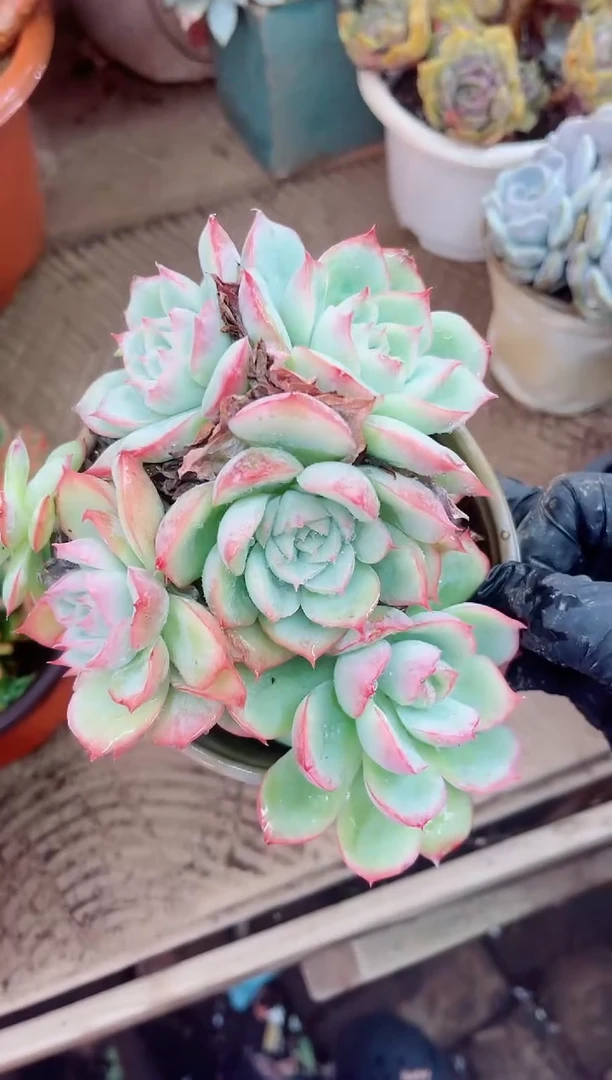 欣**蓉18054多肉植物一物一拍