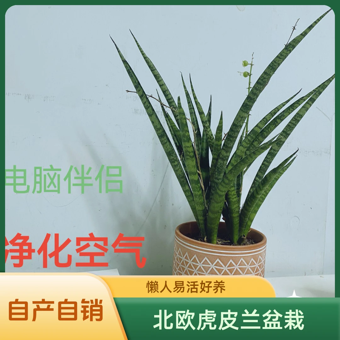 北欧风虎皮兰懒人耐摆健康室内盆摘