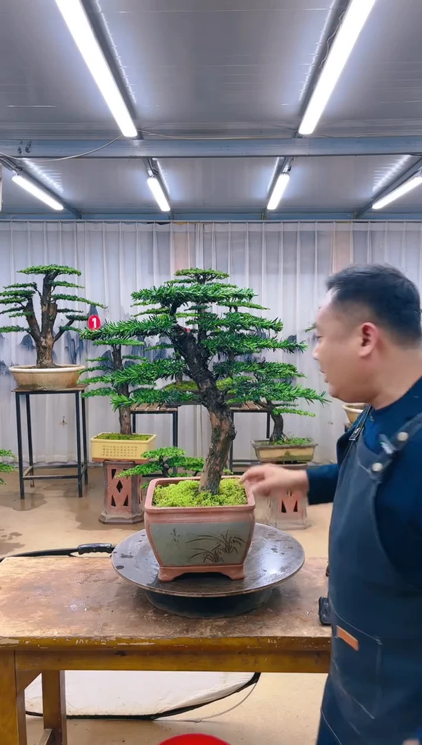 精品盆景  一物一拍