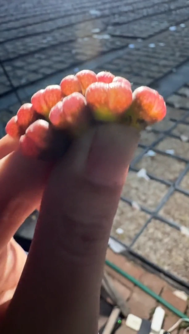 131多肉植物肉锥紫霞一颗