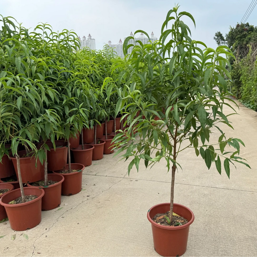 水蜜桃树苗血桃嫁接苗南北方种植庭院盆栽地栽