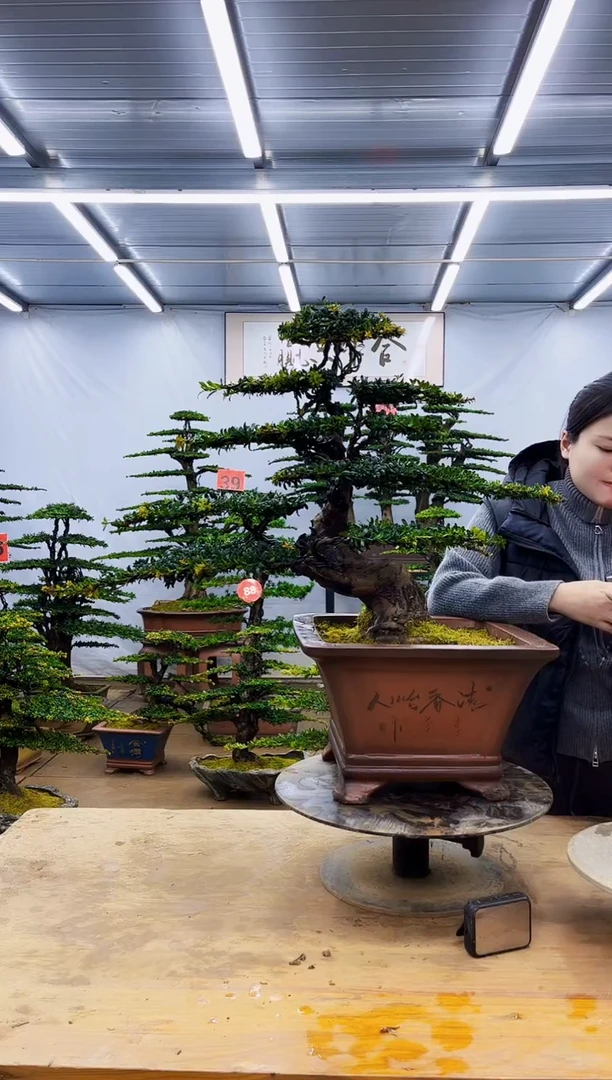 无花朵一物一拍·所见即所得
