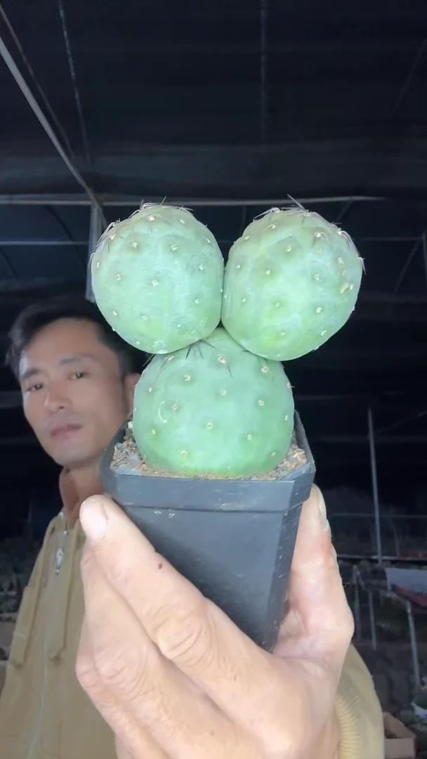 自根习自野米奇头69.99配货看图