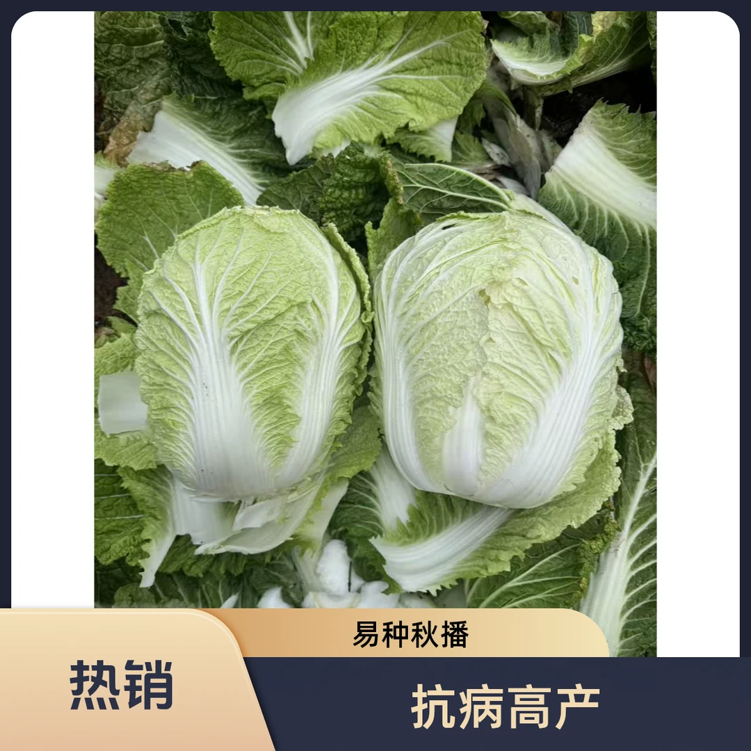 抗病高产耐寒大白菜种子适合南北方秋季播种蔬菜籽