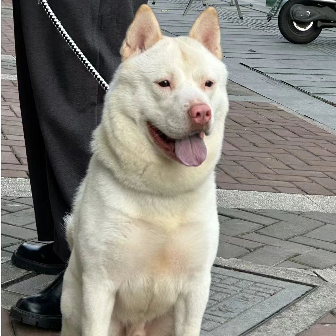 【叶哥宠物店】田园犬（一物一拍）家庭宠物狗狗幼犬