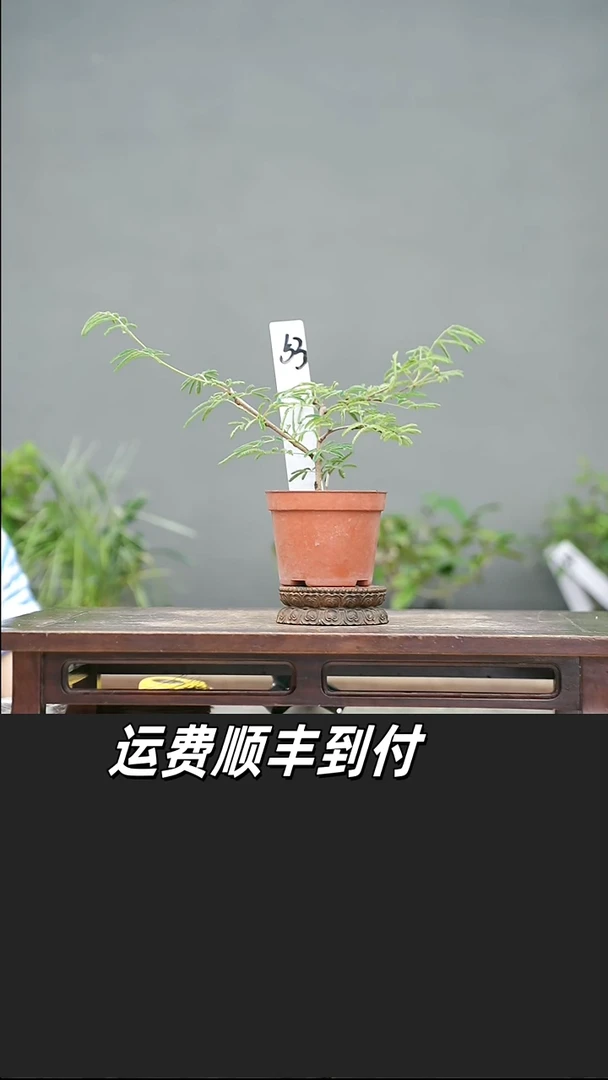 猫*生53