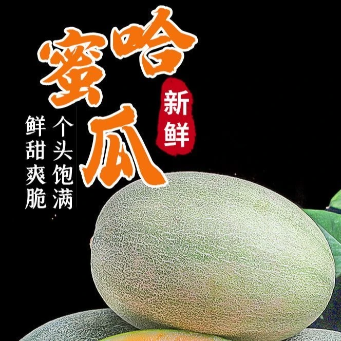 吐鲁番火焰山西州蜜25号哈密瓜 脆甜爽口 现摘现发