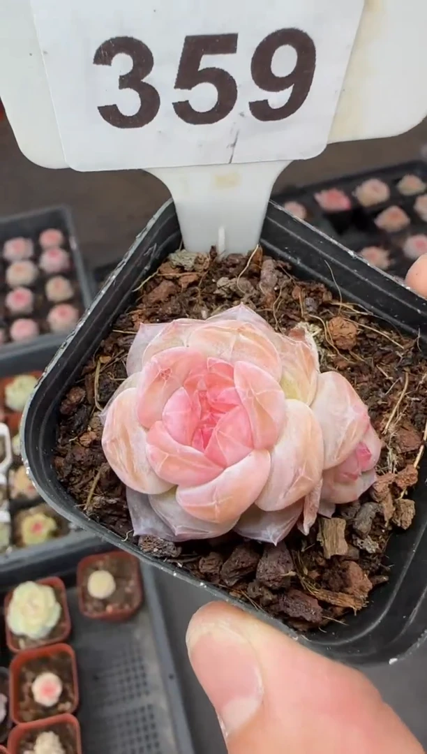 【闪购商品】一物一拍0211—359