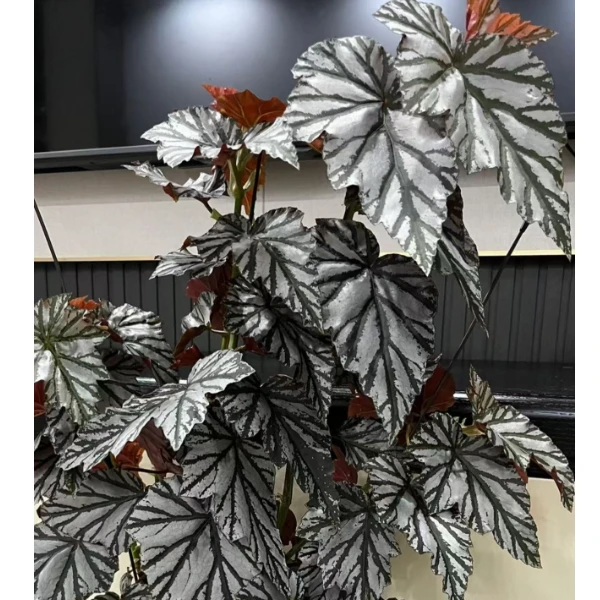 海威  秋海棠  室内盆栽