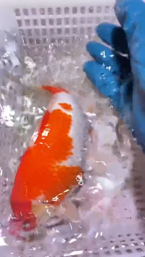锦鲤血统锦鲤全场包邮94
