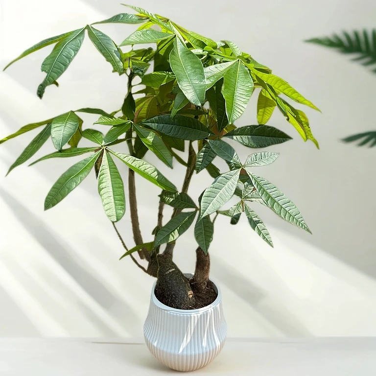 水培发财树小森林奇趣造型盆栽室内办公室桌面花卉绿植净化空气