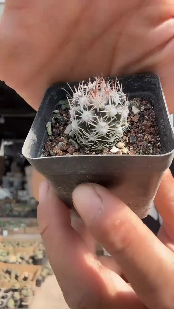 实生雪花丸69.99