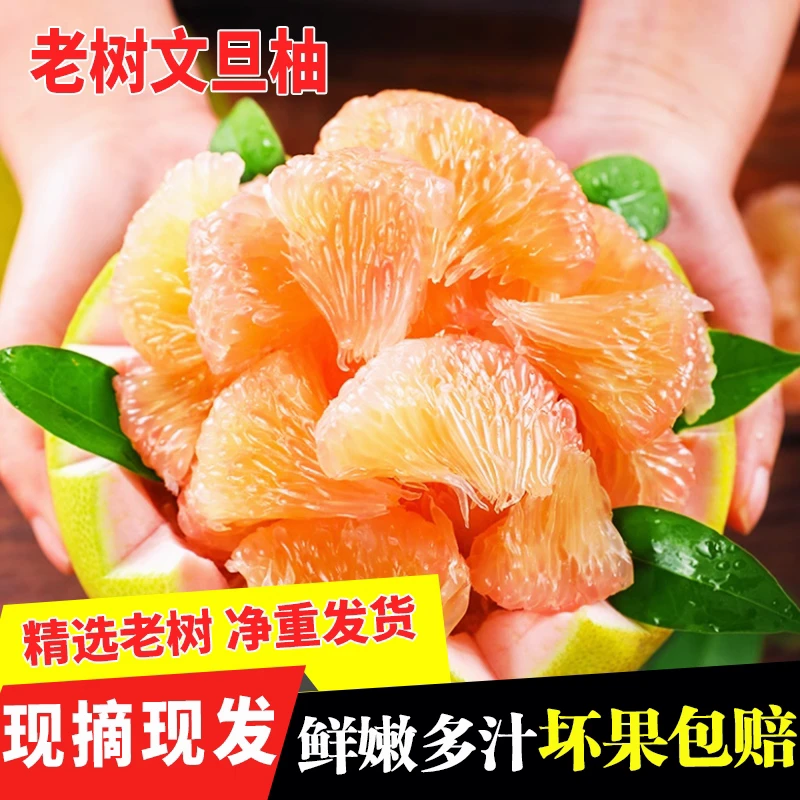 度尾文旦柚新鲜柚子当季水果甜嫩多汁